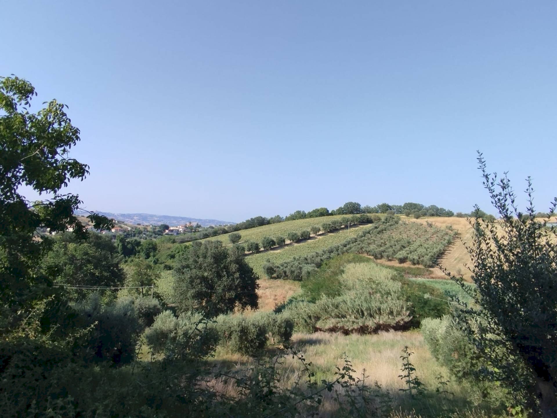 Foto 2 - Agricultural land Controguerra - photo 2