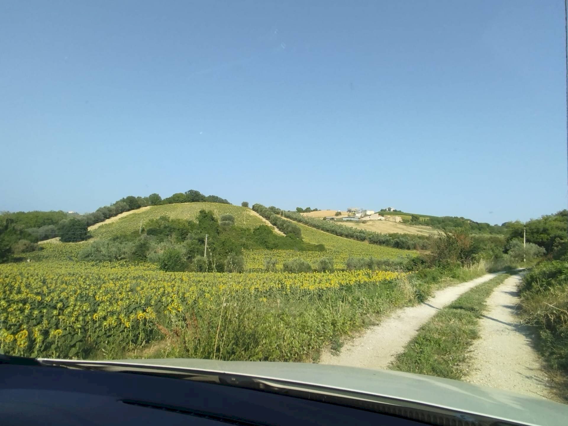 Foto 3 - Agricultural land Controguerra - photo 3