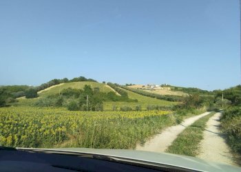 Foto 3 - Agricultural land Controguerra - photo 3