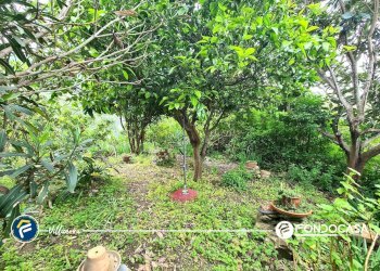 Foto 31 - Rustico Vico dei Ramasso, Alassio - foto 31