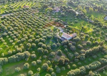 Giardino - Casa indipendente Strada Comunale De Is Montis, Dolianova - foto 33