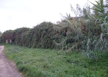 Foto 3 - Terreno edificabile TOR PALUZZI, Albano Laziale - foto 3