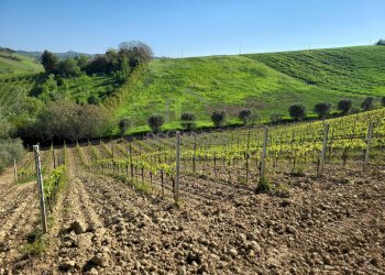Foto 6 - Azienda agricola Via Monte Sibilla, Acquaviva Picena - foto 6