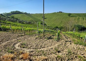 Foto 7 - Azienda agricola Via Monte Sibilla, Acquaviva Picena - foto 7