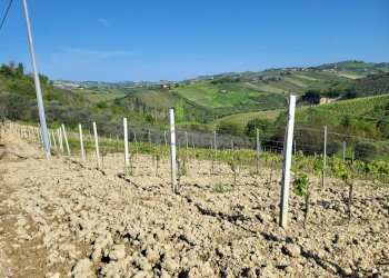 Foto 8 - Azienda agricola Via Monte Sibilla, Acquaviva Picena - foto 8