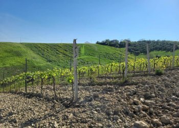 Foto 9 - Azienda agricola Via Monte Sibilla, Acquaviva Picena - foto 9