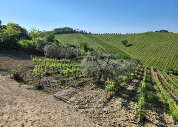 Foto 10 - Azienda agricola Via Monte Sibilla, Acquaviva Picena - foto 10