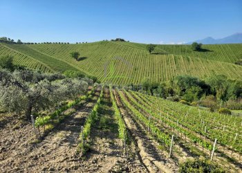 Foto 12 - Azienda agricola Via Monte Sibilla, Acquaviva Picena - foto 12