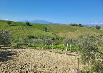 Foto 13 - Azienda agricola Via Monte Sibilla, Acquaviva Picena - foto 13