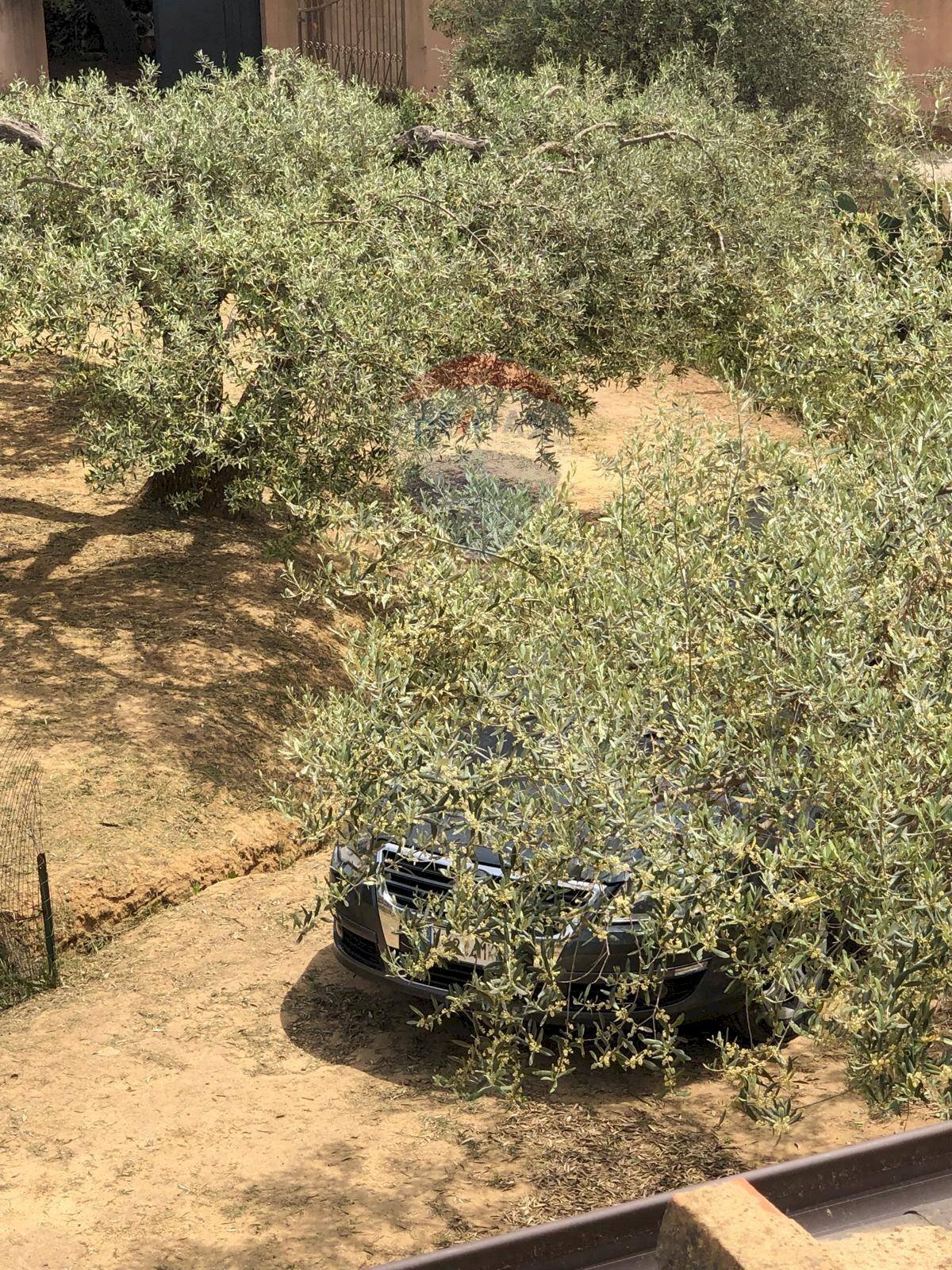 Giardino - Casa indipendente Via Colleggiata
 
160, Caltagirone - foto 2