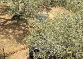 Giardino - Casa indipendente Via Colleggiata
 
160, Caltagirone - foto 2