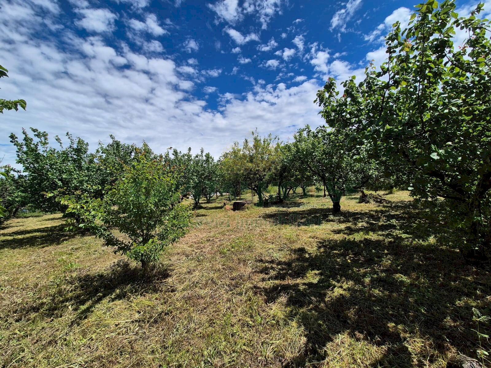 Foto 3 - Terreno agricolo via Santa Chiara, Somma Vesuviana - foto 3