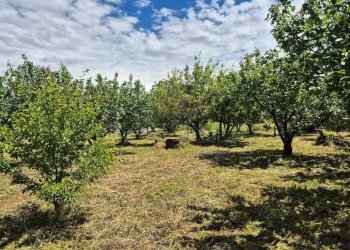 Foto 1 - Terreno agricolo via Santa Chiara, Somma Vesuviana - foto 1