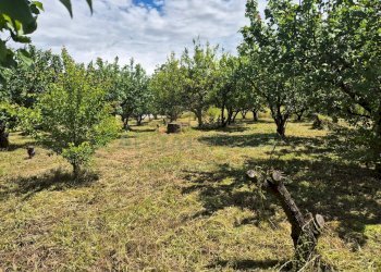 Foto 4 - Terreno agricolo via Santa Chiara, Somma Vesuviana - foto 4