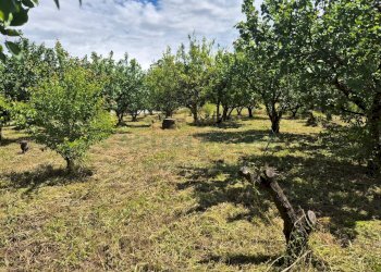 Foto 5 - Terreno agricolo via Santa Chiara, Somma Vesuviana - foto 5