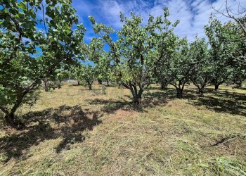 Foto 9 - Terreno agricolo via Santa Chiara, Somma Vesuviana - foto 9