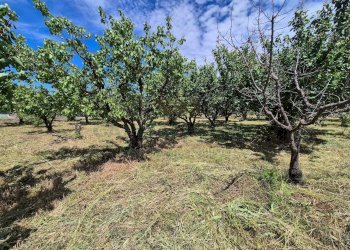 Foto 10 - Terreno agricolo via Santa Chiara, Somma Vesuviana - foto 10