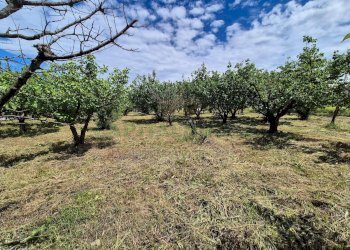 Foto 11 - Terreno agricolo via Santa Chiara, Somma Vesuviana - foto 11