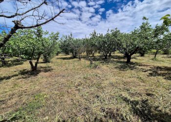 Foto 13 - Terreno agricolo via Santa Chiara, Somma Vesuviana - foto 13