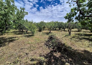 Foto 14 - Terreno agricolo via Santa Chiara, Somma Vesuviana - foto 14