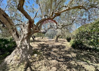 Giardino - Villa C.da Piano Dell'Acqua, Chiaramonte Gulfi - foto 6