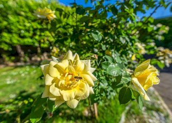 Villa Vetralla - foto 18