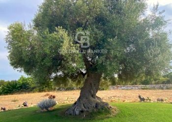 Foto 12 - Villa CONTRADA PARADISO, Ostuni - foto 12