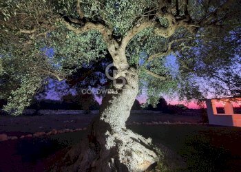 Foto 13 - Villa CONTRADA PARADISO, Ostuni - foto 13