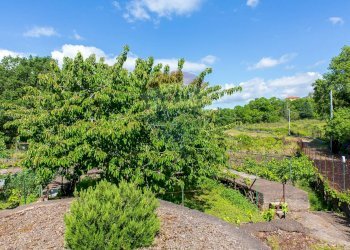 Giardino - Villa Contrada Calcerana Marina piazza aretusa
 
snc, Biancavilla - foto 53