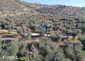 Vista delle montagne - Agricultural land Contrada Asprolonga, Mattinata - photo 1