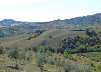 Terreno edificabile Castel San Pietro Terme - foto 3
