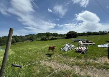 Casa indipendente Castel San Pietro Terme - foto 7