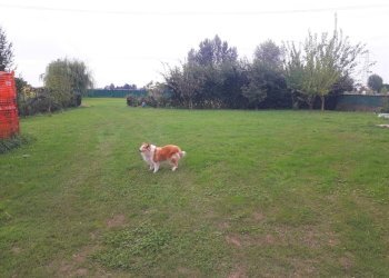 Villa Unifamiliare Camposanto - foto 4