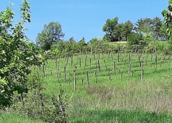 Casa indipendente Castel San Pietro Terme - foto 21