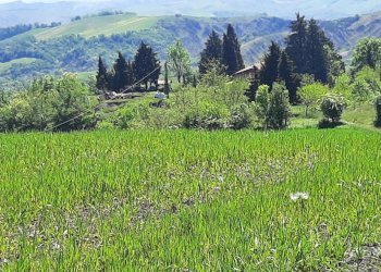 Casa indipendente Castel San Pietro Terme - foto 22