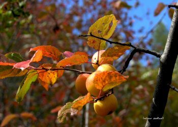 Rustico Bardonecchia - foto 9