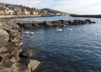 Terreno edificabile Riva Ligure - foto 4