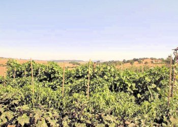 Foto 24 - Rustico Manciano - foto 24