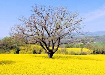 Foto 25 - Rustico Manciano - foto 25