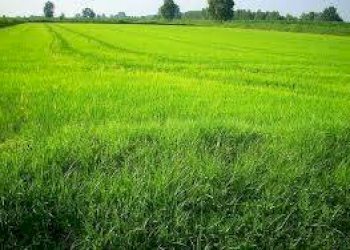 Foto 12 - Terreno edificabile via trezzo, Vaprio d'Adda - foto 12