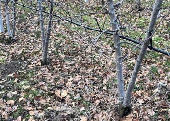 Foto 4 - Terreno agricolo Dro - foto 4