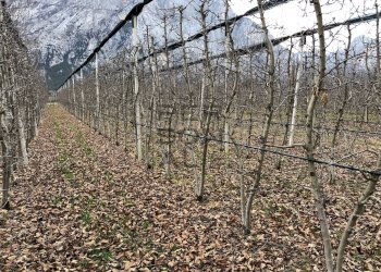 Foto 5 - Terreno agricolo Dro - foto 5