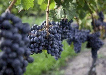 Foto 1 - Terreno agricolo Dro - foto 1