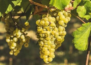 Foto 2 - Terreno agricolo Dro - foto 2