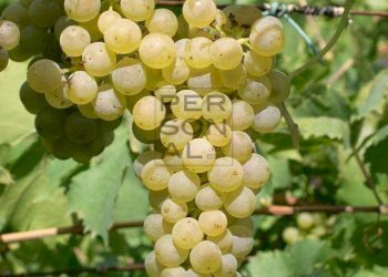 Foto 1 - Agricultural land Cavedine - photo 1