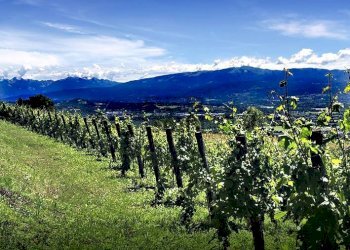 Foto 1 - Terreno edificabile Lavis - foto 1