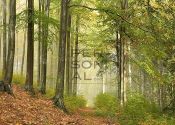 Foto 1 - Agricultural land Cavedine - photo 1