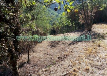 Foto 15 - Terreno agricolo via monteprato, Savona - foto 13