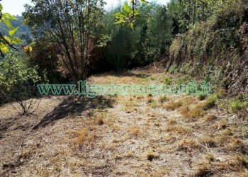 Foto 16 - Terreno agricolo via monteprato, Savona - foto 14