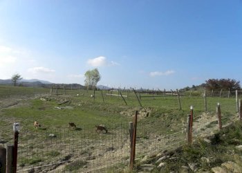 Foto 8 - Casa indipendente Dego - foto 8